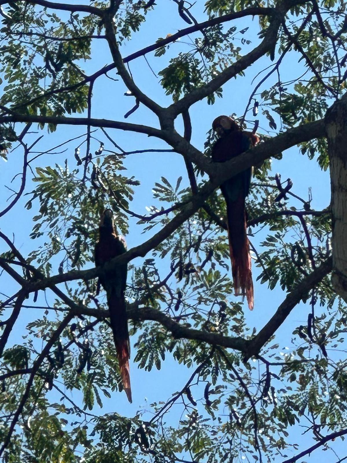 Macaw Paradise Jacó Kültér fotó