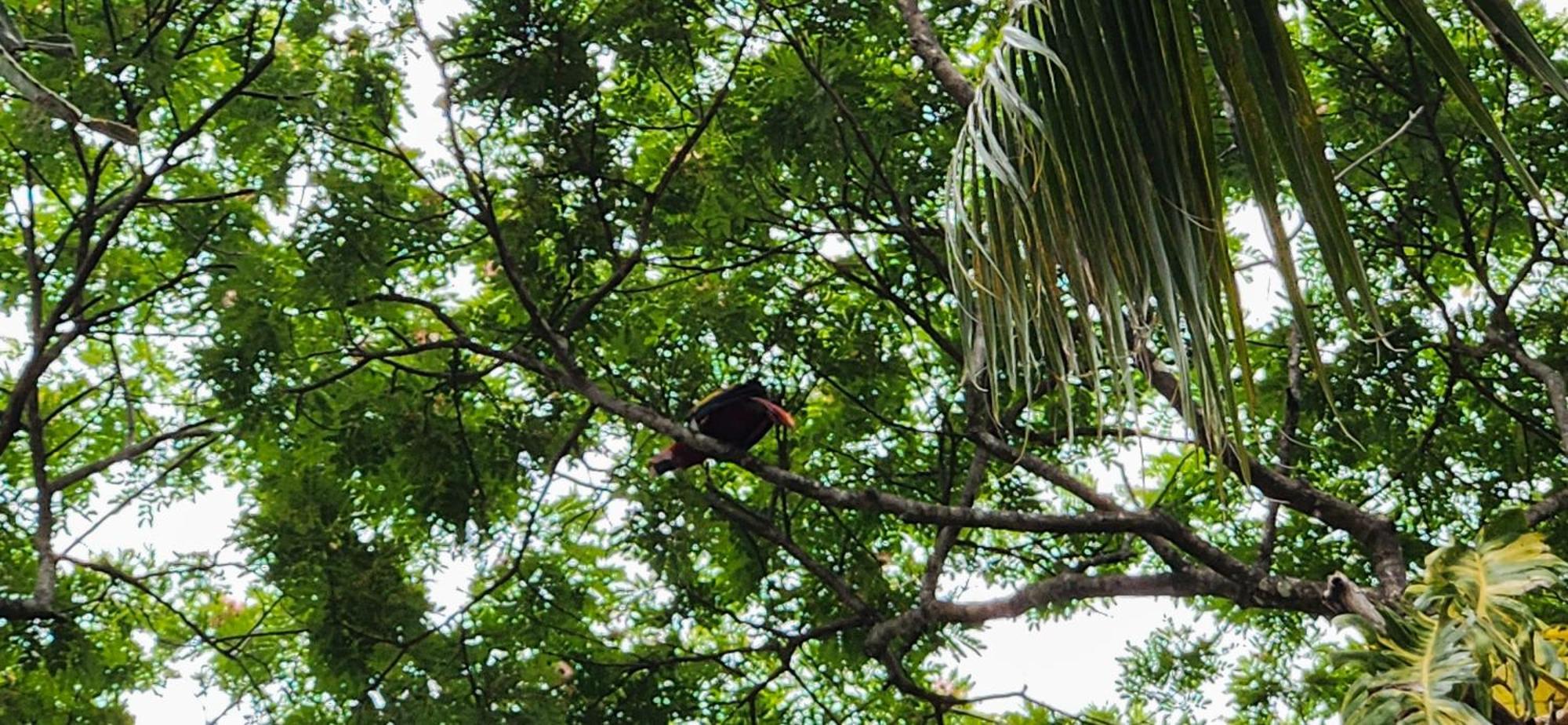 Macaw Paradise Jacó Kültér fotó