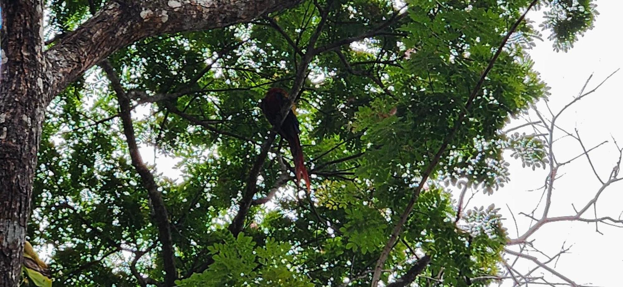 Macaw Paradise Jacó Kültér fotó