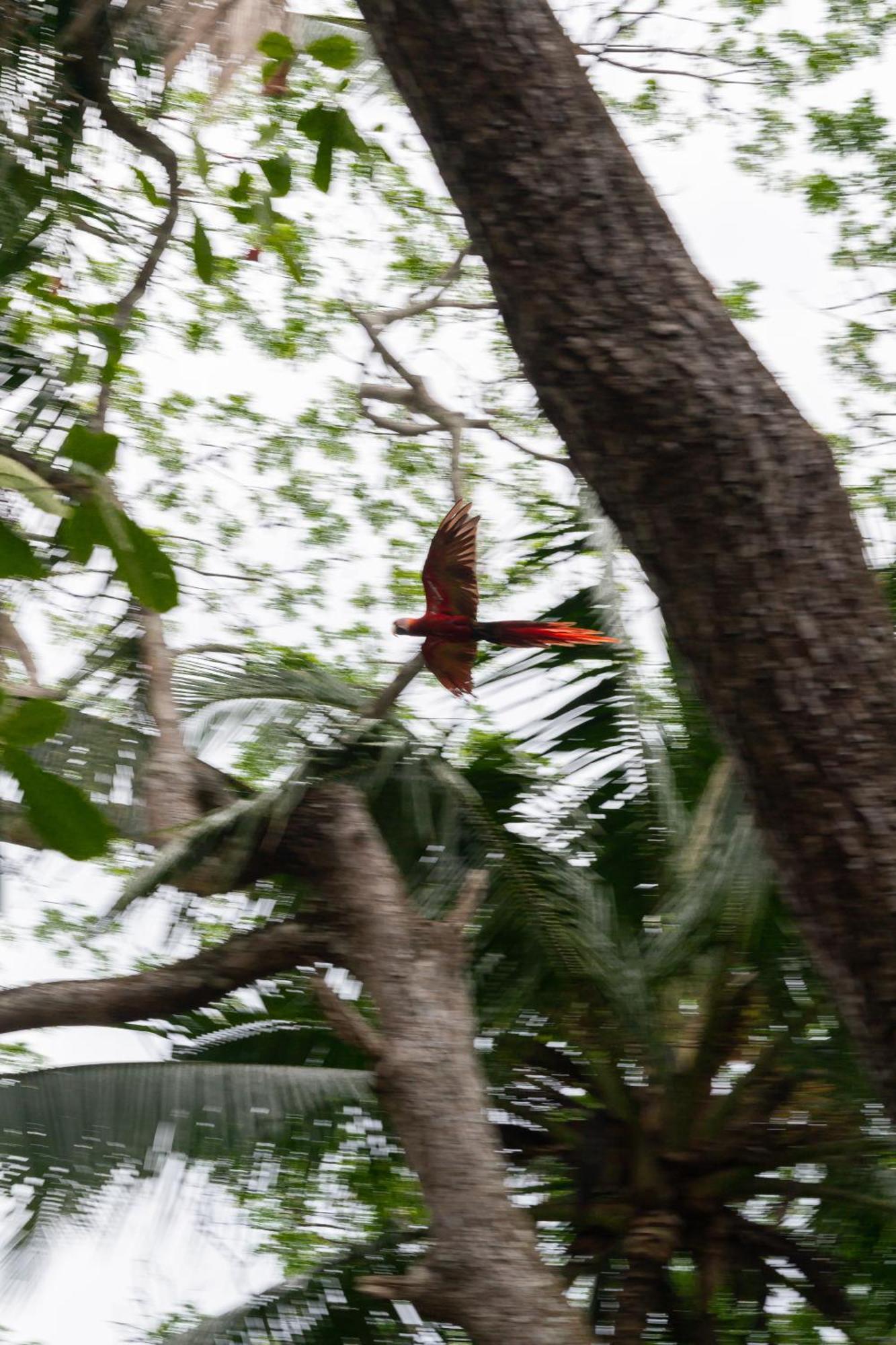 Macaw Paradise Jacó Kültér fotó