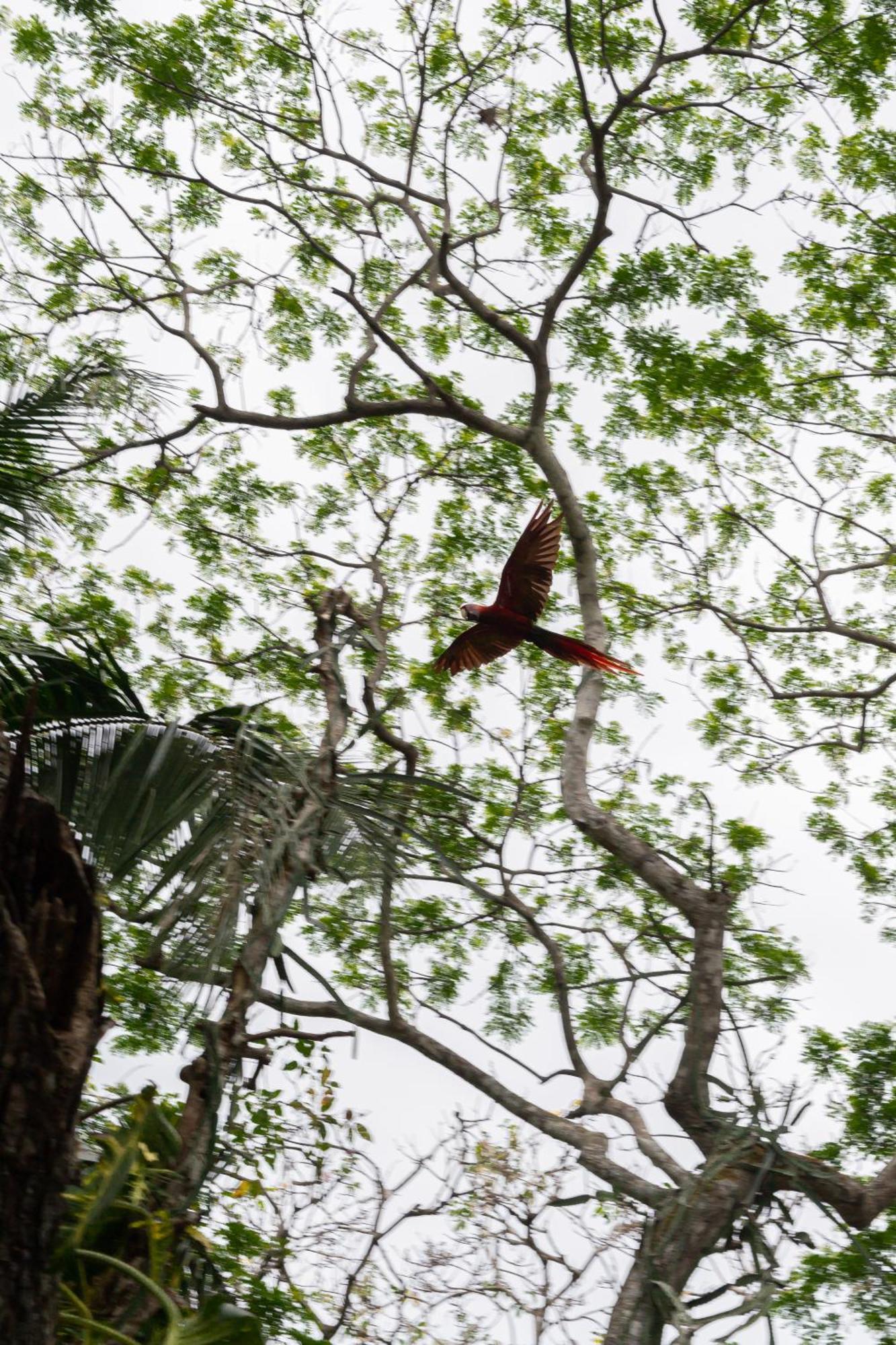 Macaw Paradise Jacó Kültér fotó